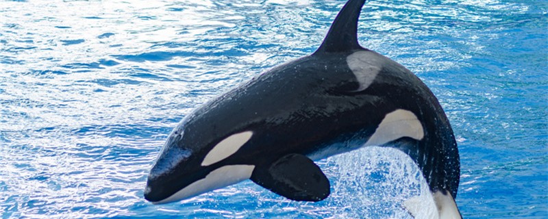 Why are orcas called killer whales and why are they called orcas?