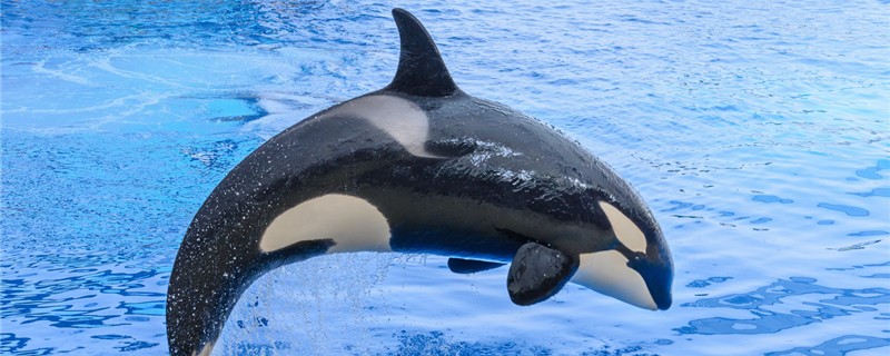 Do orcas have predators? Can they beat a great white shark?