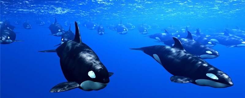 The IQ of a killer whale is equivalent to the age of a person.