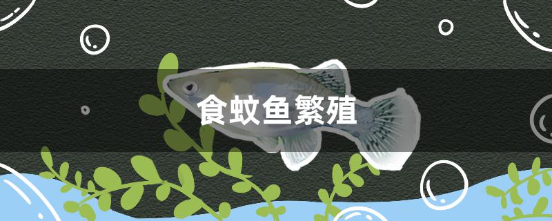 食蚊鱼怎么繁殖