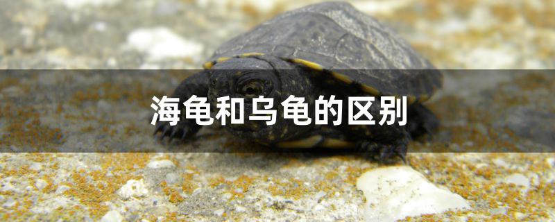 海龜和烏龜?shù)膮^(qū)別是什么