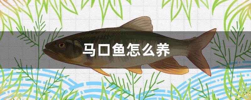 马口鱼怎么养