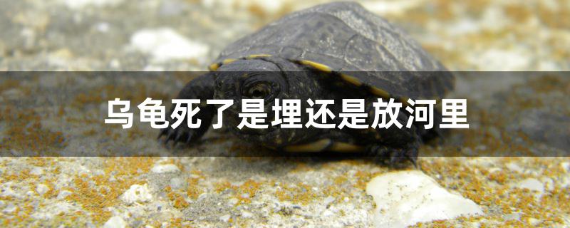 乌龟死了是埋好还是放河里好 鱼缸水质稳定剂