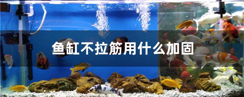 魚缸不拉筋用什么加固