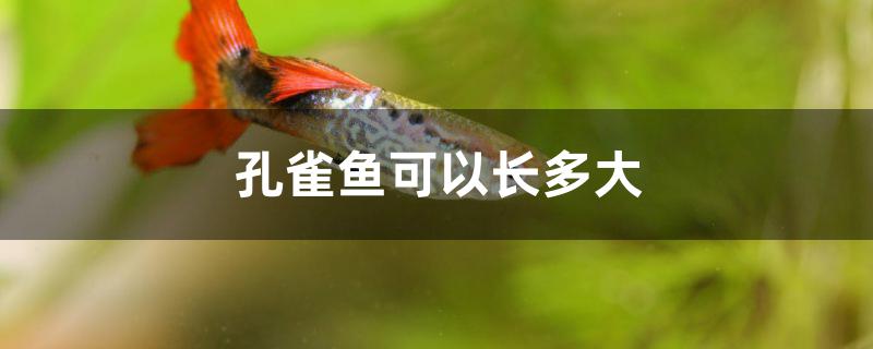 孔雀鱼可以长多大