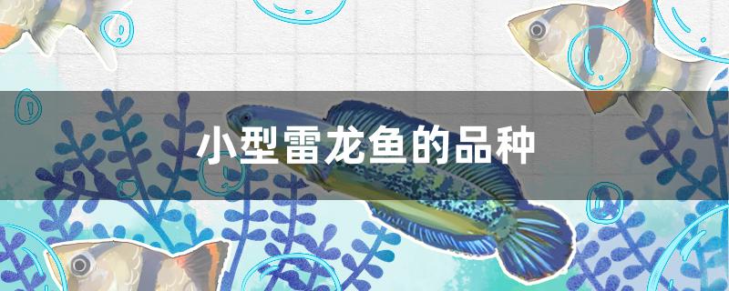 小型雷龙鱼的品种有多少