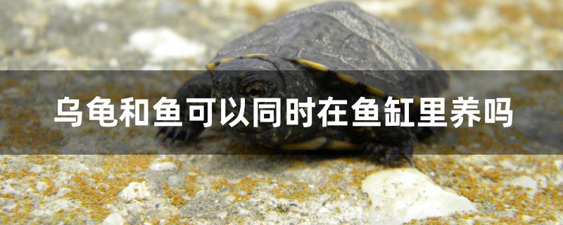 烏龜和魚可以同時(shí)在魚缸里養(yǎng)嗎 烏龜