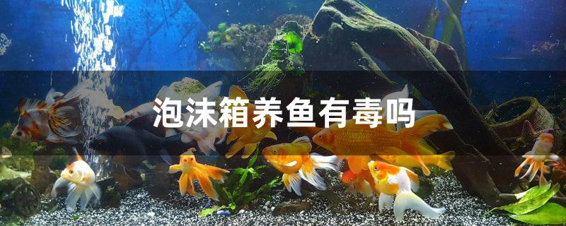 泡沫箱养鱼有毒吗