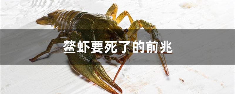 鳌虾要死了的前兆是什么 柠檬鲫