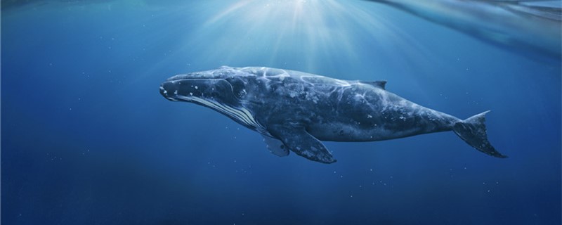 クジラは生まれたばかりの時はどれくらいの大きさで、生まれたばかりの時は何キロもありました