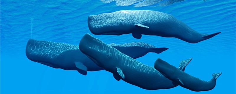 鲸鱼可以活多少年可以长多大 白子银版鱼