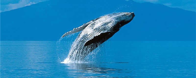 鲸鱼是鱼吗，能在水里呼吸吗