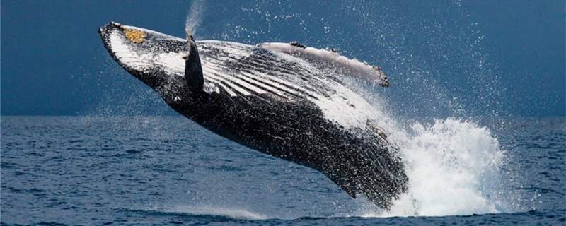 Are whales fish, can they leave the water?