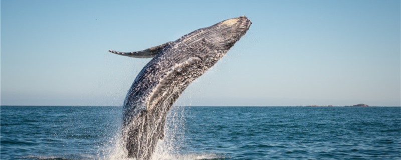 クジラはなぜ魚ではなく、なぜ水の中で生活できるのか