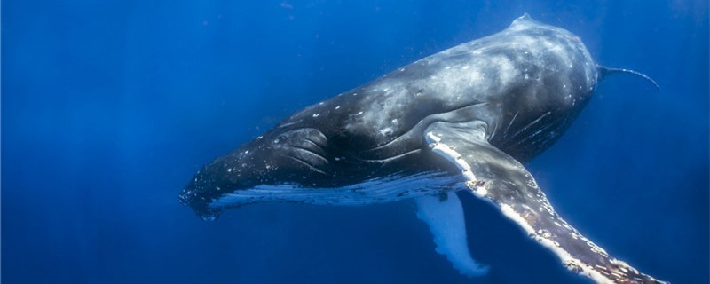 How and when do whales breed?