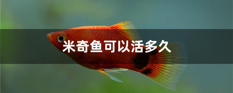 米奇魚可以活多久 鐵甲武士