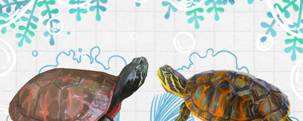 阿拉巴马龟和火焰龟的区别是什么，能一起养吗