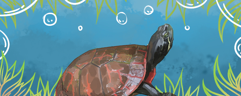 阿拉巴马龟是深水龟吗，能用深水养吗