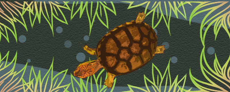 斑纹泥龟可以冬眠吗，什么时候冬眠