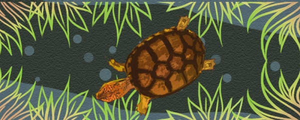 斑纹泥龟可以冬眠吗，什么时候冬眠