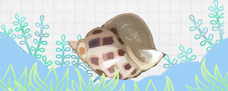 Is Flower snail easy to raise? How to raise it?