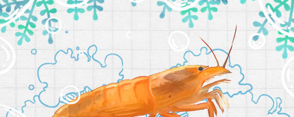 网球虾能长多大，能活多久