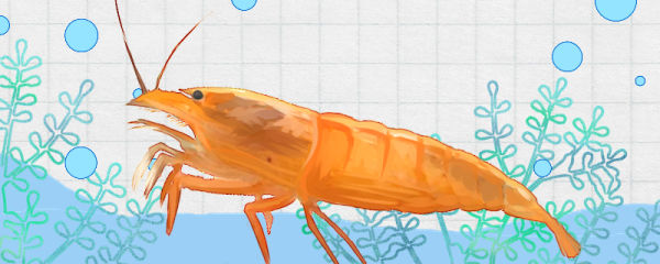 网球虾能和鱼混养吗，怎么养长得好