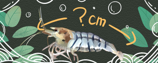 虎纹虾能长多大，能活多久
