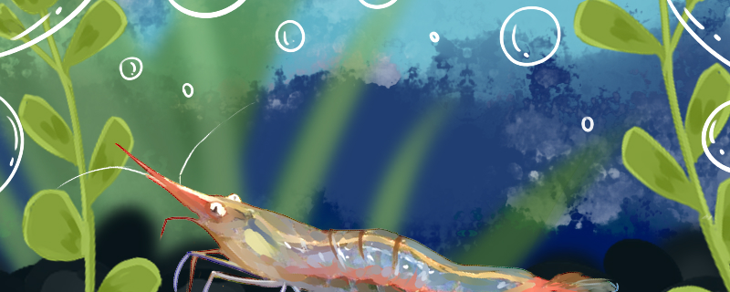 红鼻虾好养吗，怎么养