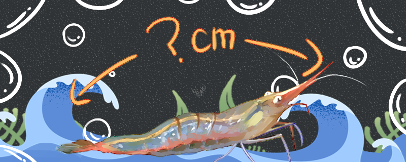 红鼻虾能长多大，能活多久