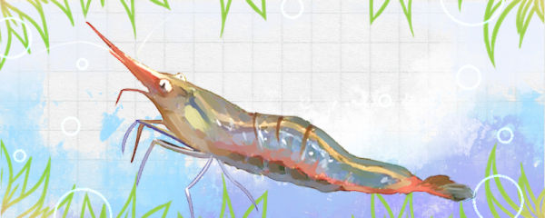 红鼻虾吃什么，多久喂一次