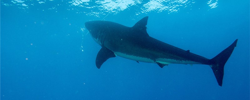 How many kinds of sharks are there and what are the common species?