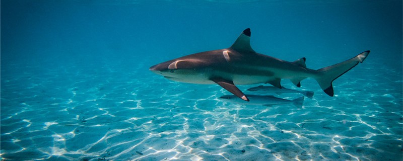 鲨鱼怕海豚吗，为什么怕海豚