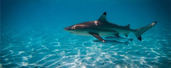鲨鱼怕海豚吗，为什么怕海豚