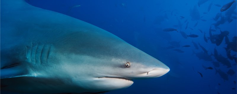 サメは魚類か哺乳類か、卵生か胎生か