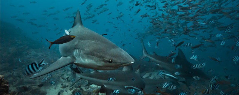 Can a shark's teeth grow out when they fall out? Why?