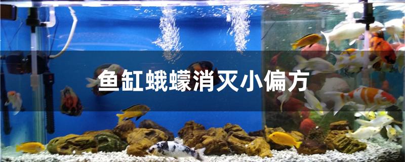 魚缸蛾蠓消滅有什么小偏方 黃金達(dá)摩魚