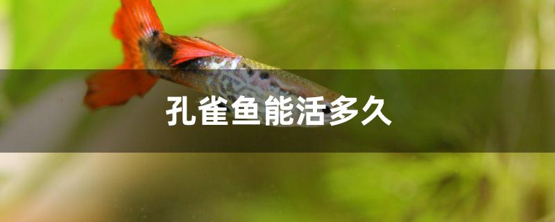 孔雀魚(yú)能活多久 高背金龍魚(yú)