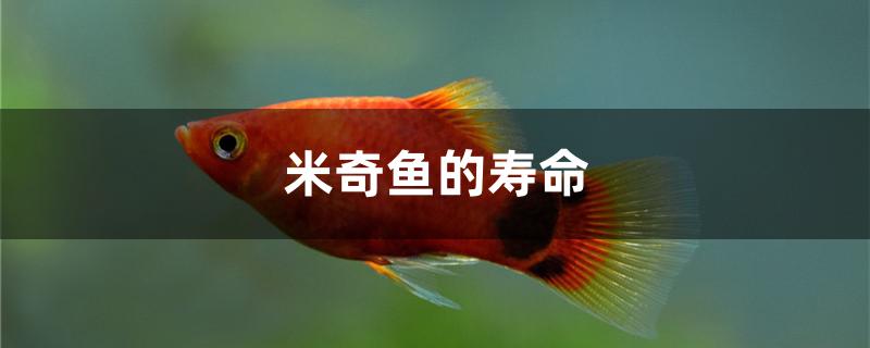 米奇鱼的寿命是多少 广州景观设计