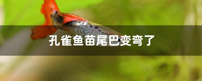 孔雀鱼苗尾巴变弯了怎么办