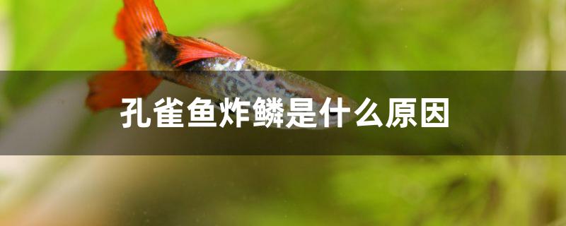 孔雀魚炸鱗是什么原因 申古銀版魚