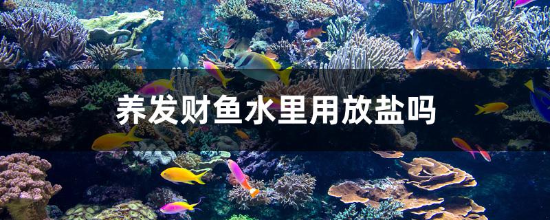 养发财鱼水里用放盐吗 和尚鱼