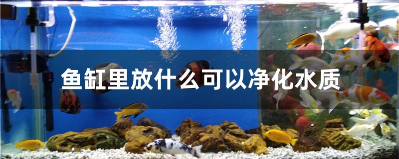 魚(yú)缸里放什么可以凈化水質(zhì) 養(yǎng)魚(yú)的好處