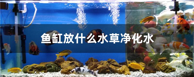 魚缸放什么水草凈化水