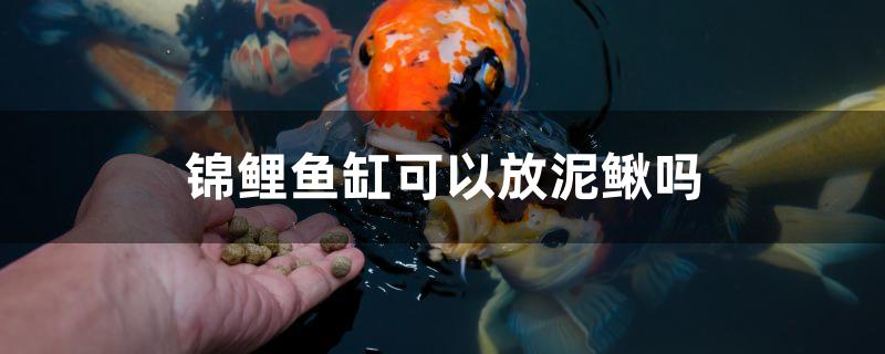 錦鯉魚缸可以放泥鰍嗎