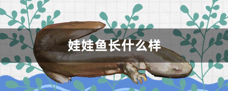 娃娃鱼长什么样