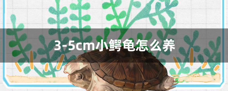 3-5cm小鳄龟怎么养 泰庞海鲢鱼