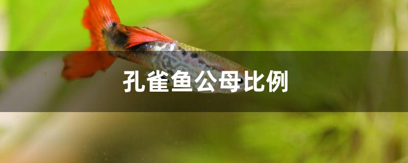 孔雀鱼繁殖公母比例是多少