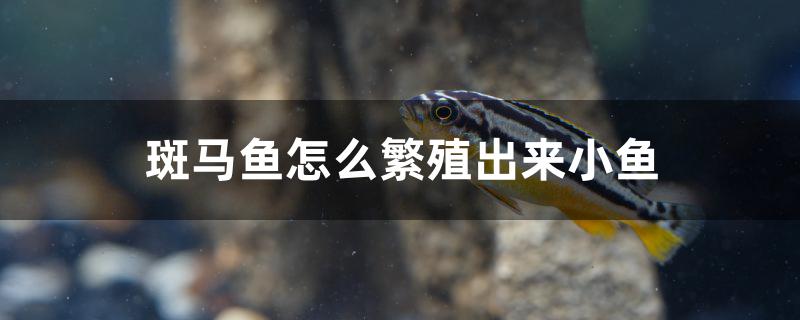 斑馬魚(yú)怎么繁殖出來(lái)小魚(yú) 觀(guān)賞蝦蟹等飼料