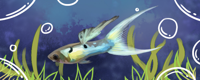 Is Swordtail guppy easy to raise? How?